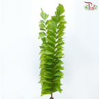 Yu Wei Ye - (Per Bunch)-China-prflorist.com.my