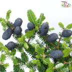 YunNan Pine Cone - (Per Bunch)-China-prflorist.com.my