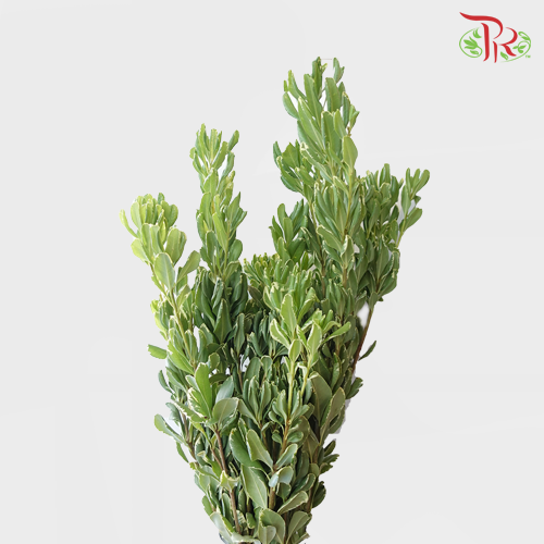 Pittosporum - (Per Bunch 800- 900g) - Pudu Ria Florist
