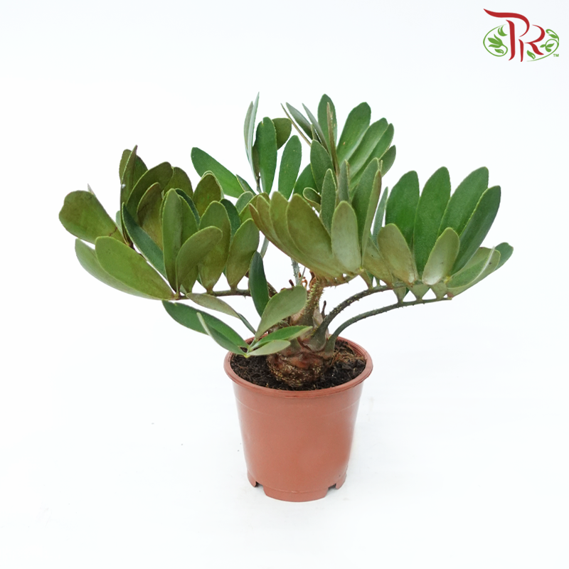 Zamia Furfuracea (NL)《风味叶苏铁》