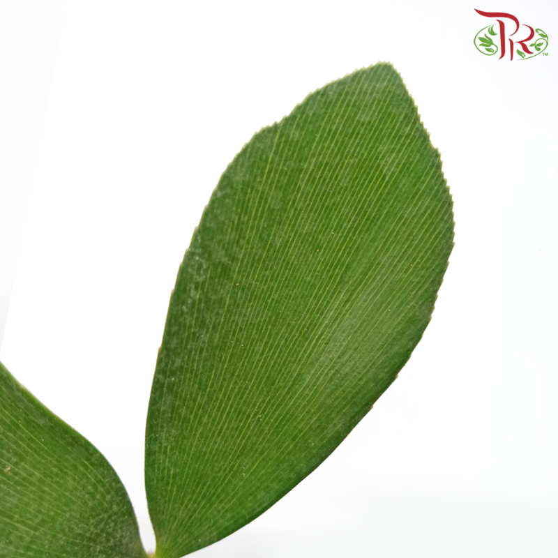 Zamia Furfuracea《鳳尾葉蘇鐵》-Pudu Ria Florist-prflorist.com.my