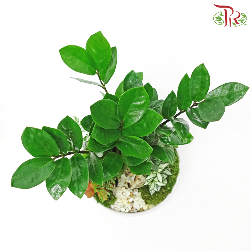 Zamia - Plant Arrangement《金钱树》