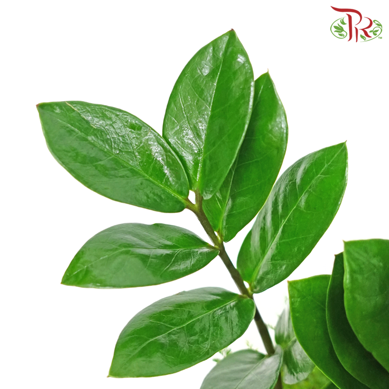 Zamia - Plant Arrangement《金钱树》