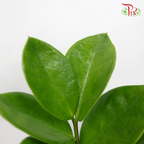 Zamia Plant P150《金钱树》-Pudu Ria Florist-prflorist.com.my