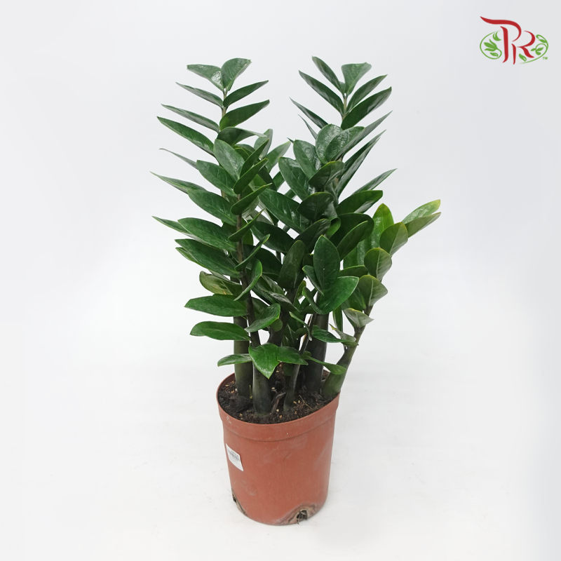 Zamia Plant P180《金钱树》