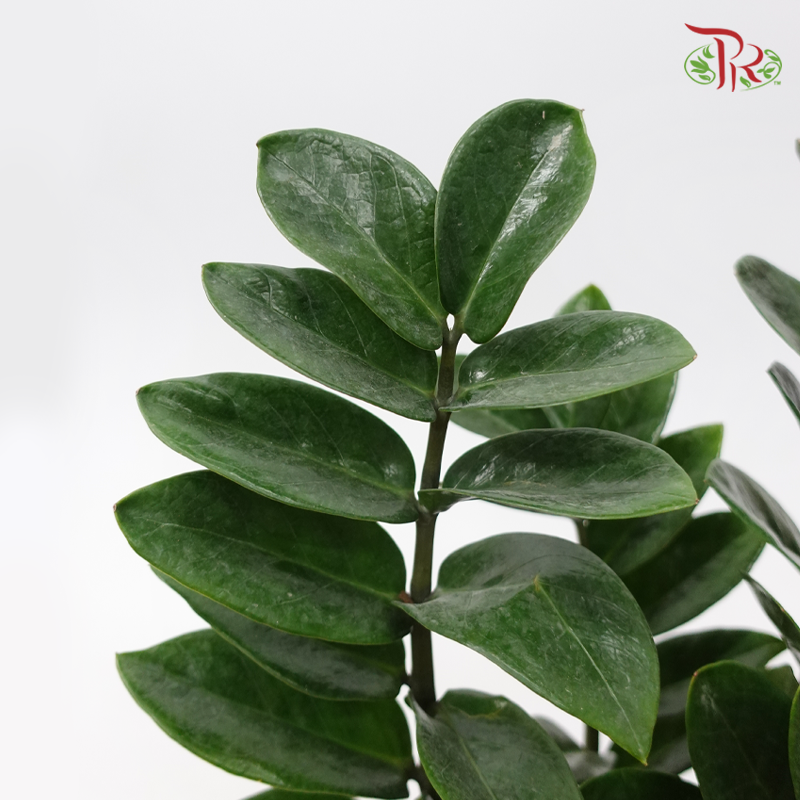 Zamia Plant P180《金钱树》