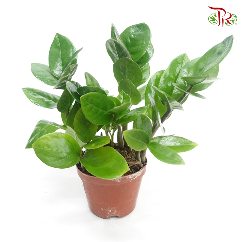 Zamia Plant P90 《金钱树》-Pudu Ria Florist-prflorist.com.my
