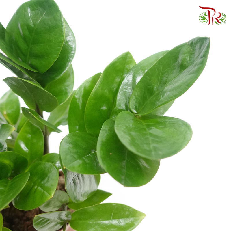 Zamia Plant P90 《金钱树》-Pudu Ria Florist-prflorist.com.my