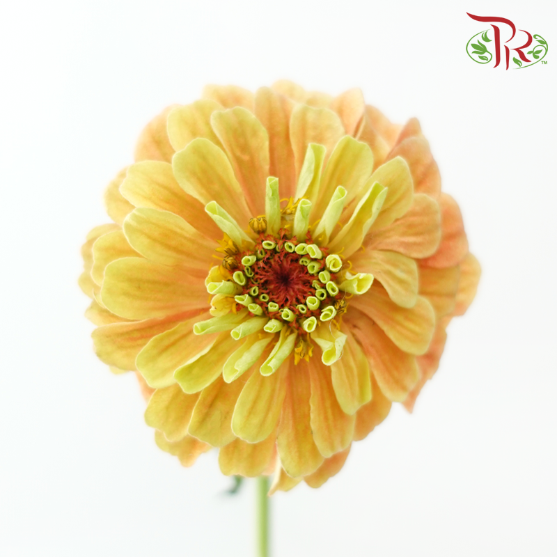 Zinnia (5 Stems)-Japan-prflorist.com.my
