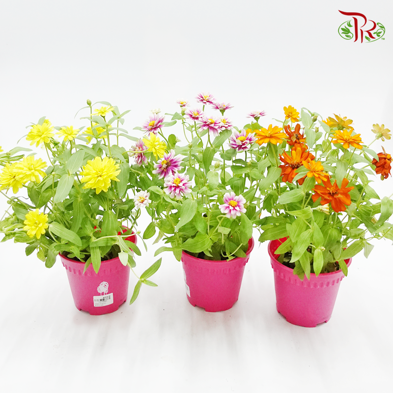 Zinnia 《百日菊》(RANDOM CHOOSE COLOUR)-Pudu Ria Florist-prflorist.com.my