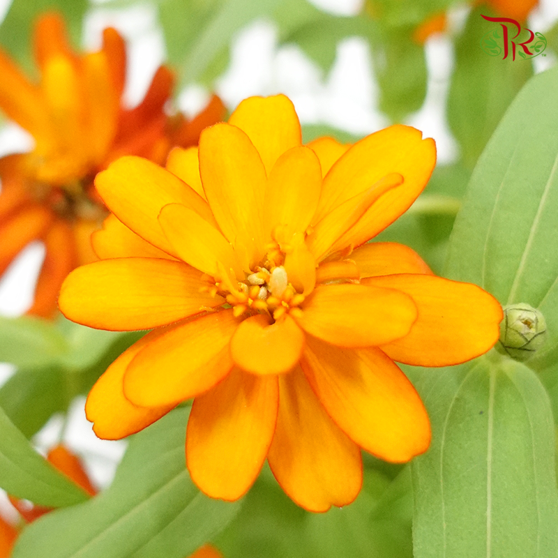 Zinnia 《百日菊》(RANDOM CHOOSE COLOUR)-Pudu Ria Florist-prflorist.com.my