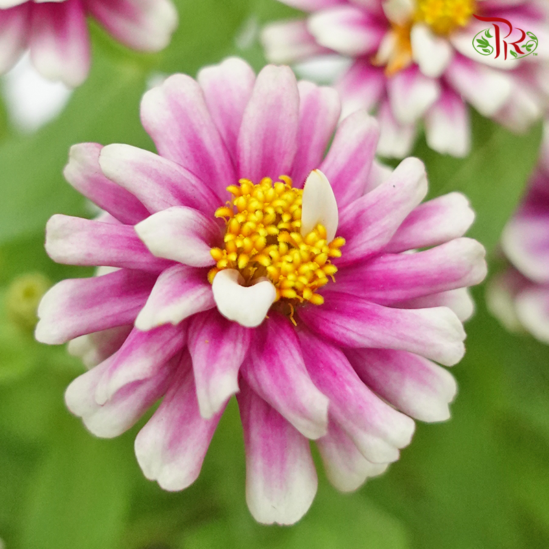 Zinnia 《百日菊》(RANDOM CHOOSE COLOUR)-Pudu Ria Florist-prflorist.com.my
