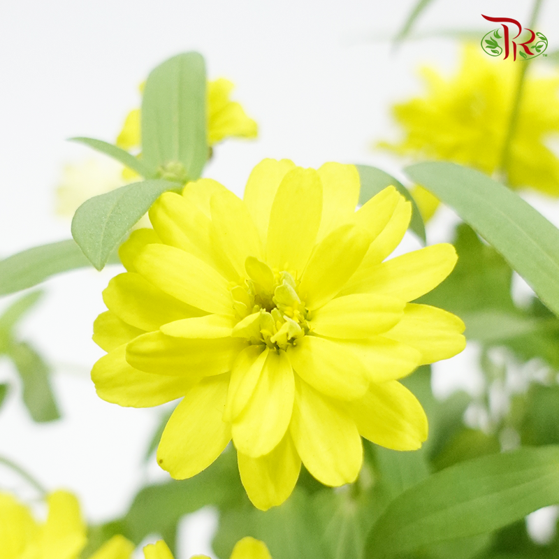Zinnia 《百日菊》(RANDOM CHOOSE COLOUR)-Pudu Ria Florist-prflorist.com.my